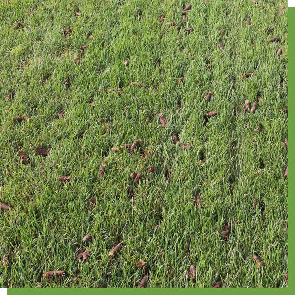 Kalamazoo Lawn Aeration Services near me Michigan