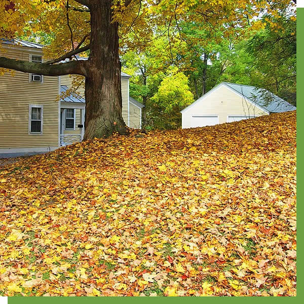 Kalamazoo Spring and Fall Leaf Cleanup Services near me Michigan